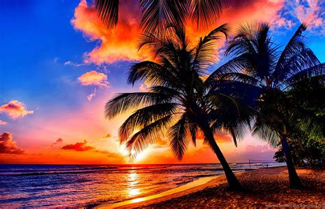 🔥 [56+] Tropical Desktop Background | WallpaperSafari