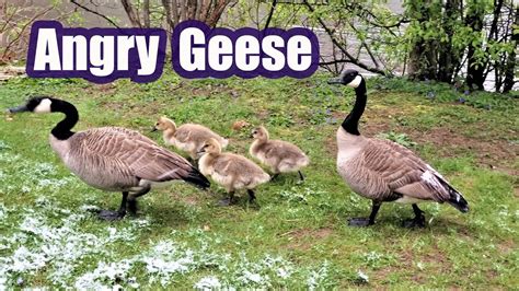 Angry Goose Attack