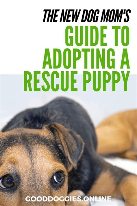 Guide to Rescue Puppies You Should Know Before Adopting a Dog (With images) | Rescue puppies ...