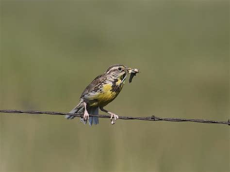 What is the State Bird of Nebraska? (And Why?) | Birdfact