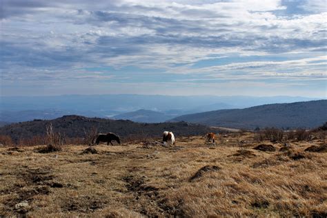 Mount Rogers is Virginia’s highest peak, standing in at 5,729 feet ...