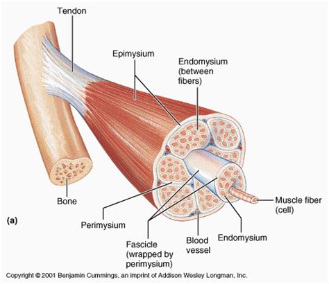 Muscle fascicle - Wikipedia