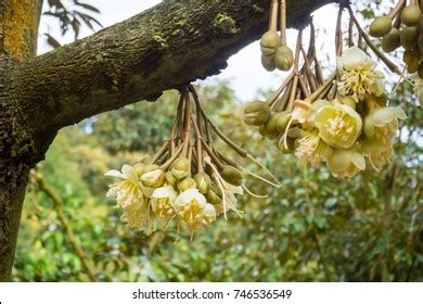 31,573 Durian Tree Stock Photos, Images & Photography | Shutterstock