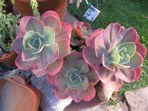 Echeveria gibbiflora - World of Succulents