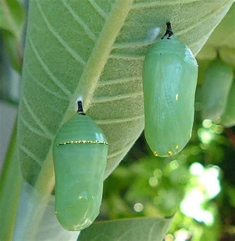 The Life Cycle of a Monarch Butterfly - International Butterfly Breeders Association