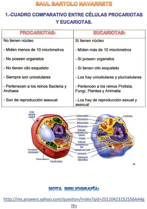 Cuadro Comparativo Diferencias Entre Celula Procariota Y Eucariota 0930 | HOT SEXY GIRL