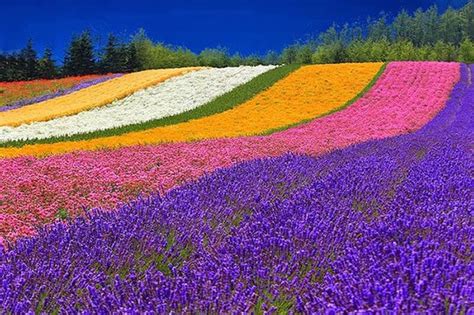 Top 15+ Flower Fields in the World - World Top Top