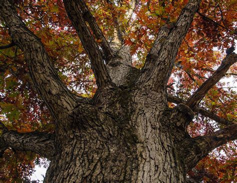 Majestic Tree Photograph by Jim Culler