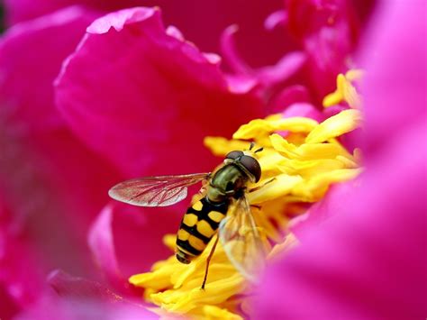 1600x1200 Bee, Flower, Pollination, Pink, Yellow wallpaper JPG ...