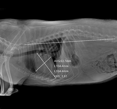 Veterinary Digital X-Ray Machine System | Radiography Medical Imaging Equipment