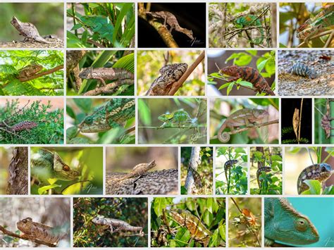 List of Madagascar chameleon species - artushfoto