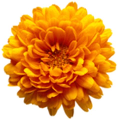 Orange Chrysanthemum Flower Transparent Clip Art Image | Gallery Yopriceville - High-Quality ...