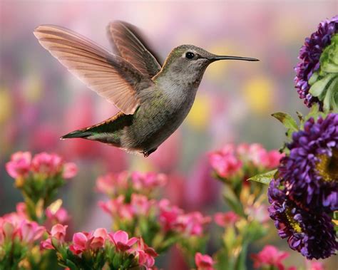 Hummingbird in colorful garden by William Freebilly photography | Hummingbird pictures ...