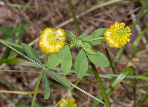 9 Common Grass Weeds With Yellow Flowers: Identify & Treat