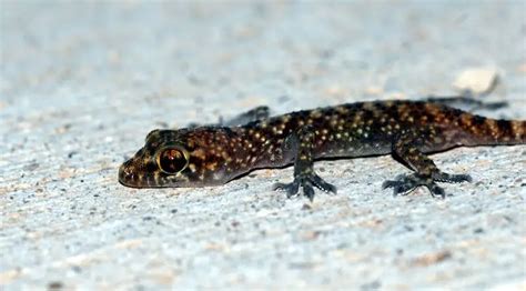 Mediterranean House Gecko Species Information and Facts