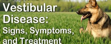 Vestibular Syndrome - Causes, Symptoms, Treatment, What is, Diagnosis