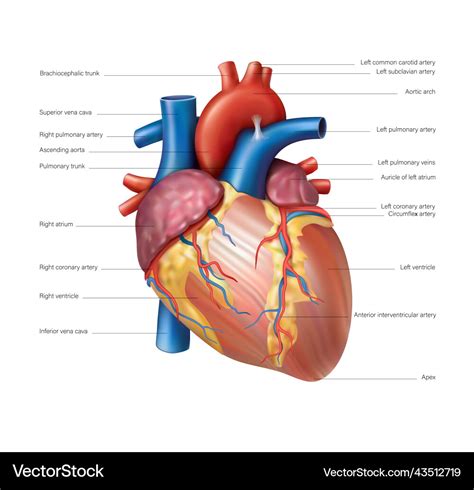 Anatomy of the heart of the human heart Royalty Free Vector