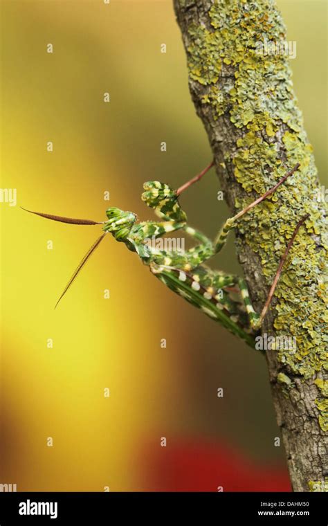 Animal camouflage praying mantis hi-res stock photography and images ...