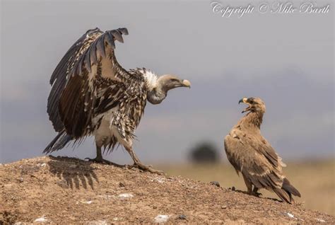 Rüppell’s Vulture Gyps rueppelli – Focusing on Wildlife