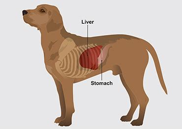 Can A Dog Recover From An Enlarged Liver