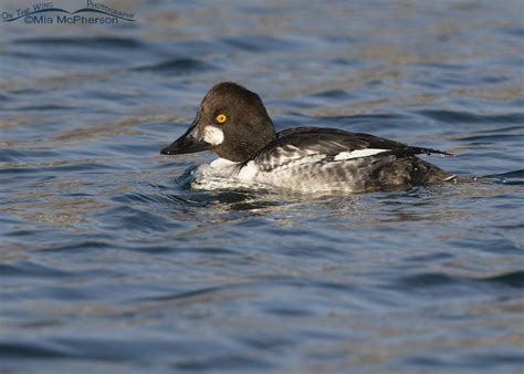 Male Common Goldeneye in his first winter – Mia McPherson's On The Wing Photography