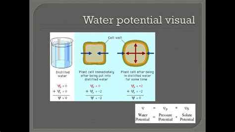 Water potential - YouTube