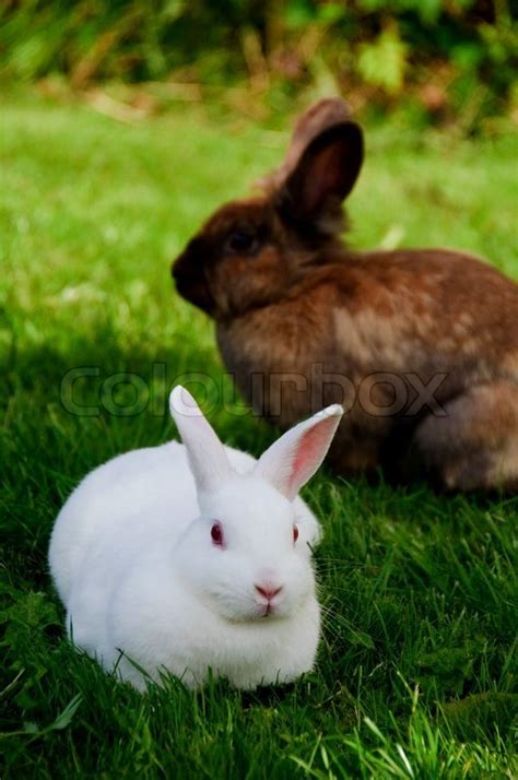 A white rabbit and a brown rabbit in ... | Stock image | Colourbox