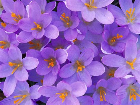 Cute Purple Flowers Wallpapers | Wallpapers Gallery