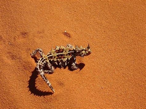 Animales del desierto: adaptaciones sorprendentes | Ciencia y Biología