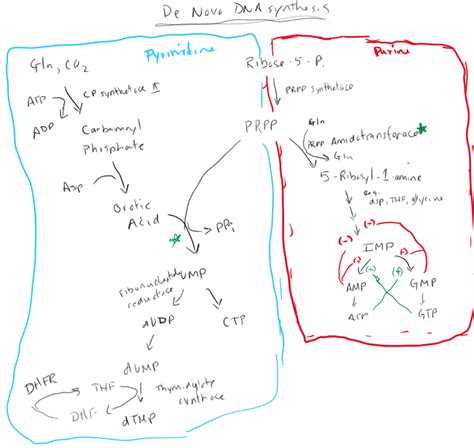 De Novo Nucleotide synthesis Diagram | Quizlet