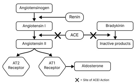 Renin Angiotensin System Ace Inhibitors