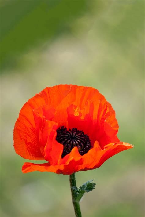 Red Poppy Flower Free Stock Photo - Public Domain Pictures