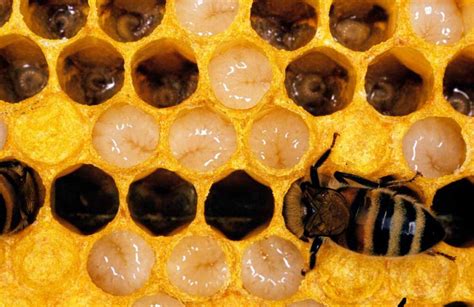 The Honey Bee Life Cycle: Learn About Each Incredible Stage - Minneopa ...