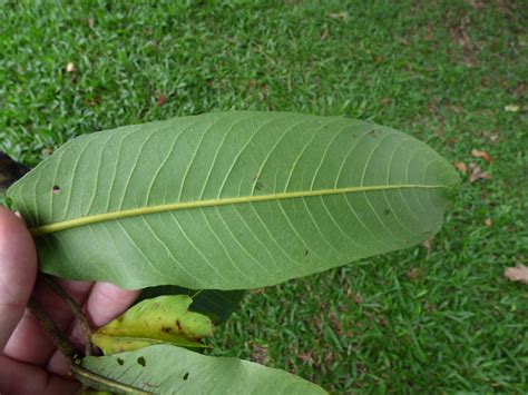 starr-180406-0757-Terminalia_arjuna-leaves-DOFAW_Arboretum… | Flickr