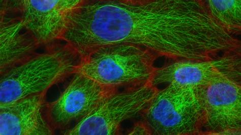 What is Mechanotransduction? | Strex Cell