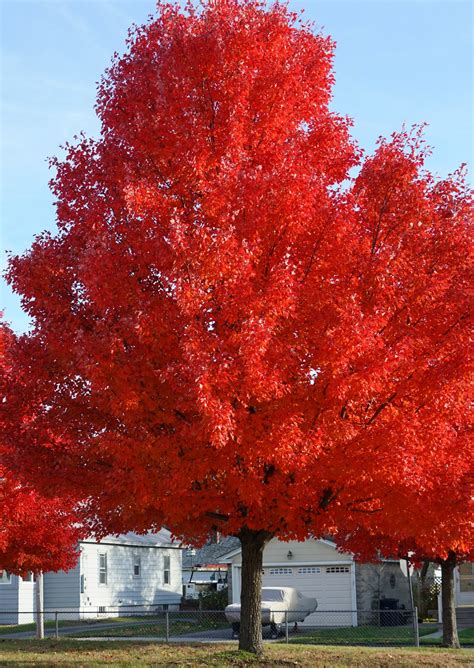 Red Maple Trees Archives - Ison's Nursery & Vineyard