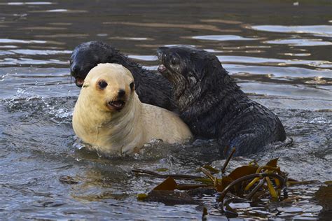 Antarctic Fur seal pups are so cute! Picture by Werner Thiele. in 2020 ...