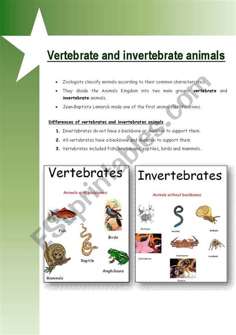 Vertebrate & invertebrate animals - ESL worksheet by Mariola PdD