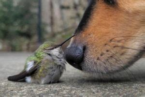 30 Beautiful Photos Of Adorable Animals Being Friends With Other Species