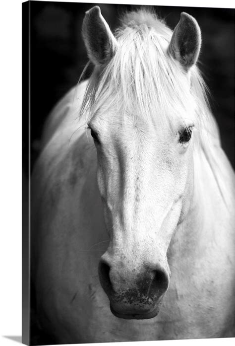 White Horse Portrait Wall Art, Canvas Prints, Framed Prints, Wall Peels ...