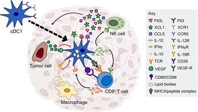 Frontiers | Dendritic Cells and Their Role in Immunotherapy