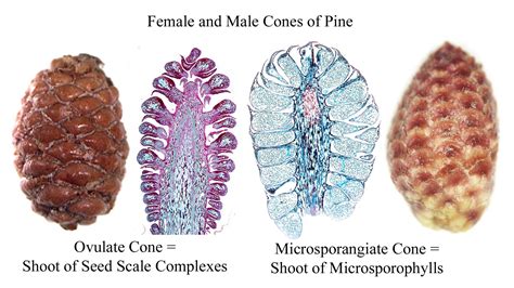 Anatomy Of A Pinecone