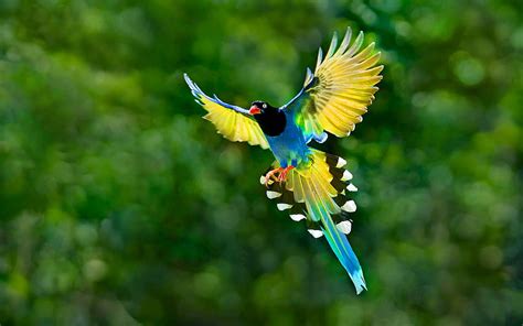 Flying Birds Of Paradise, birds ultra HD wallpaper | Pxfuel