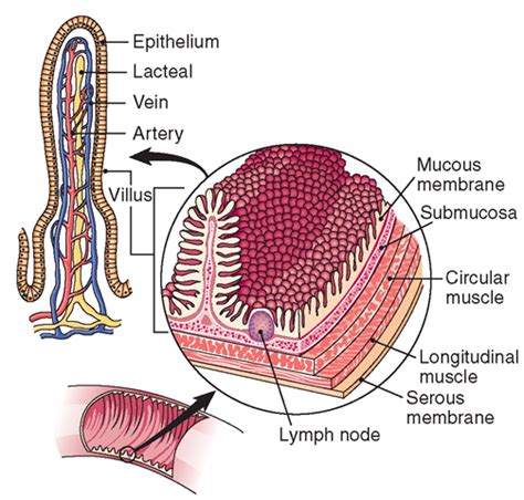 The Digestive System (Structure and Function) (Nursing) Part 2 | Human anatomy and physiology ...