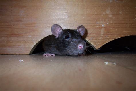 Mice in the Attic Sounds - AAAC Wildlife Removal of Central Mountains, CO