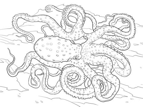 Realistic Octopus Coloring Page