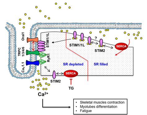 Figure 1 from The Complex Role of Store Operated Calcium Entry Pathways ...