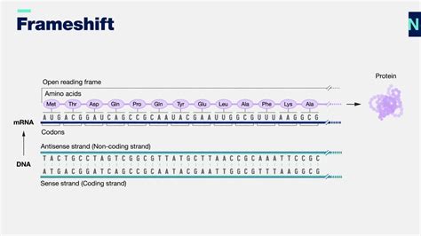 Frameshift mutation 3-D - YouTube