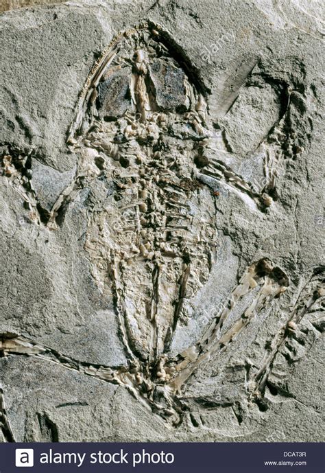 Fossil frog (Rana pueyoi), Miocene epoch. Libros site. Teruel province ...