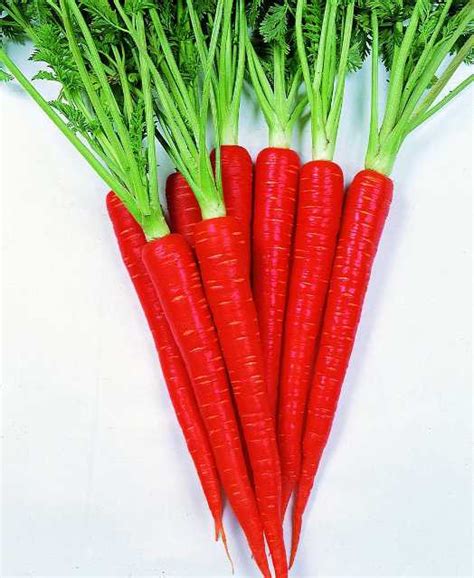 15 Must Have Carrot Varieties [Slideshow] - Growing Produce